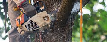 Best Lawn Pest Prevention  in College Place, WA