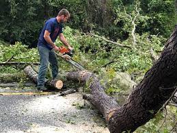 How Our Tree Care Process Works  in  College Place, WA