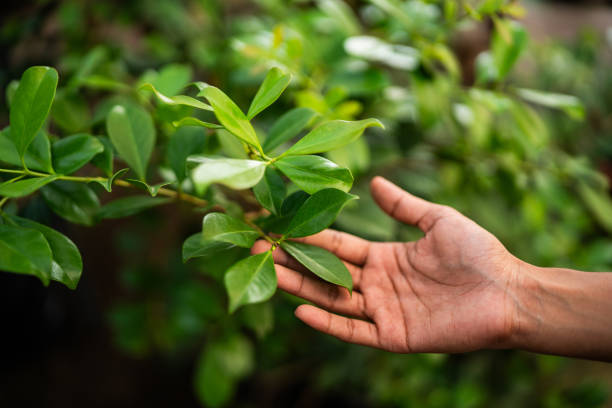 Best Tree Preservation Services  in College Place, WA
