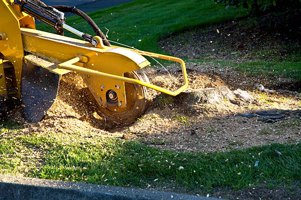 Best Seasonal Cleanup (Spring/Fall)  in College Place, WA